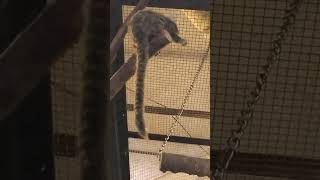 コモンマーモセット動物園猿王子動物園 [upl. by Neelram617]