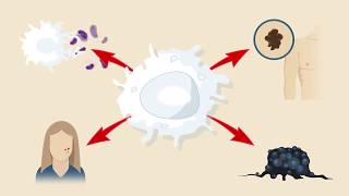 Macrophage Subtypes Polarization Activation and Plasticity [upl. by Gut]