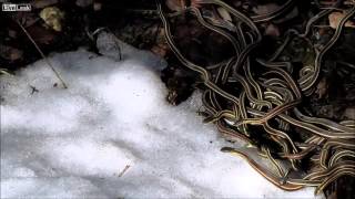 Garter snakes eating snow [upl. by Titus]