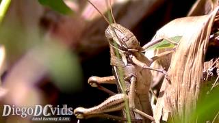 Eyprepocnemis plorans  Gafanhoto Acrididae Grasshopper [upl. by Edyaw]