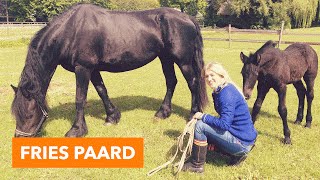 Fries paard met veulen  PaardenpraatTV [upl. by Ynffit621]