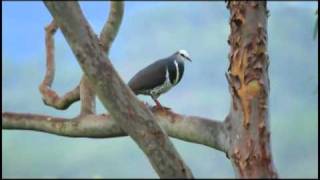 Wonga Pigeon Leucosarcia melanoleuca [upl. by Oznarol]