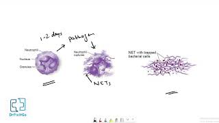 Neutrophil Extracellular Traps  NET [upl. by Ynahpets214]