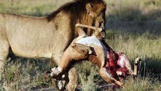 Antelope vs Lion [upl. by Ameerahs317]