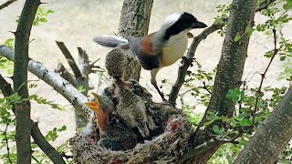 Small Woodbird just chirping around the nest instead of feeding babies BirdPlusNest [upl. by Selma]