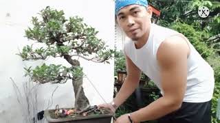 Ficus Floridana 20yrs old na mga ka bonsai lovers cutting and Repotting Tayo [upl. by Claus]