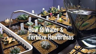 How to Water amp Fertilize Haworthias [upl. by Chesney]