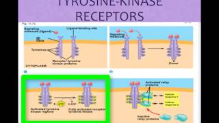 AP Biology Cell Communication cvitale [upl. by Gut]