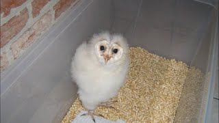 Things you should know in order to keep your baby owl alive  how to make your house owl proof [upl. by Siuqramed]