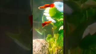 PENNYWORT youtubeshorts shots aquarium fishtank [upl. by Satterfield681]