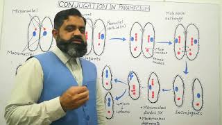 Conjugation in Paramecium Urdu Hindi medium profmasoodfuzailreproductioninparamecium [upl. by Eimareg133]