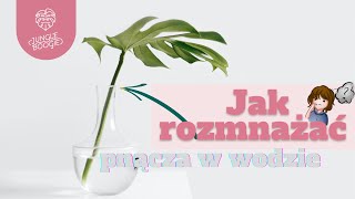 Jak rozmnażać pnącza w wodzie [upl. by Sivie986]