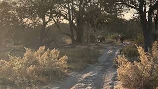 Amazing arrival at Moremi  ellies at sunset [upl. by Suqram]