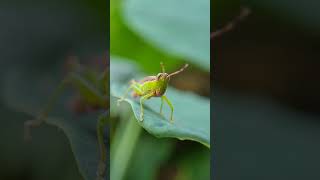 Grasshopper grashopper acrididae caelifera insects wonderfulnature bugslife entomology oxya [upl. by Kcirddes244]