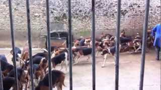 120 hunting dogs being fed at Cheverny France Funny and Amazing [upl. by Ahtiek]