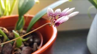 Orchidomania Presents Bulbophyllum lepidum [upl. by Yelsek17]