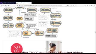 Stages Of Sporulation and Germination [upl. by Deyas]
