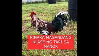 Sabong tips PINAKA MAGANDANG KLASE NG TARI SA MANOK [upl. by Ellehsor193]