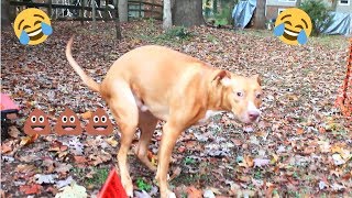 Funny Dog Poop video Warning Graphic Content [upl. by Joselyn]