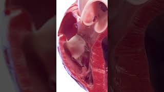 3d anatomy of the heart ventricles meded anatomy 3dmodel [upl. by Snehpets]