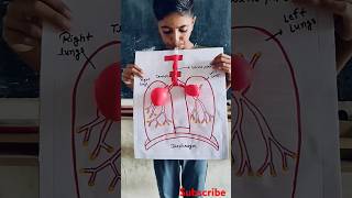 Respiratory system model  Class 7th experiment science memes viralvideo shorts trollface [upl. by Anirdnaxela582]