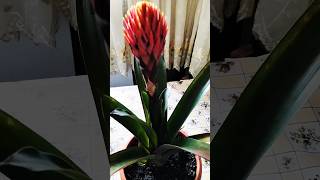 Guzmania propagation nature garden plants propagation music instrumental song [upl. by Ani]