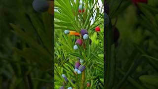 Candy Crush podocarpus garden trees shrubs hedge plants conifer berry fruits summergarden [upl. by Marjorie171]