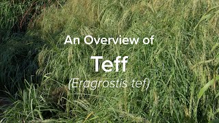 An Overview of Teff  Understudied Indigenous Crops [upl. by Bhatt959]