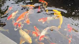 Japanese koi pond DIY [upl. by Tamarra]