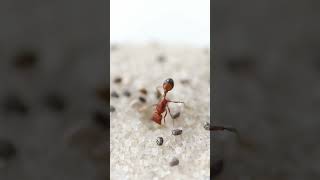 Pogonomyrmex Californicus Queen 👑🐜 ant woodants queen ants insects amazinganimals animal [upl. by Oynotna]