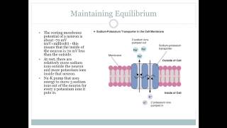 Electrophysiology of Estim part 1 [upl. by Jezabel]