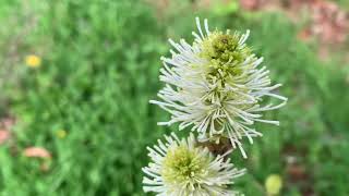 Plant Profile Fragrant Witch Alder Fothergilla spp [upl. by Ynner67]