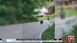 Bear sighted in Hixson Tennessee [upl. by Llehcar]