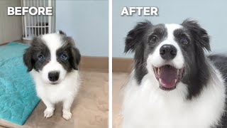 My Border Collie Puppy Growing Up 8 Weeks to 5 Years [upl. by Iznil]