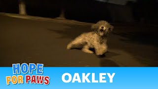 Saving Oakley in a late night rescue mission Please help her find a home story [upl. by Austine]