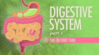 Digestive System Part 1 Crash Course Anatomy amp Physiology 33 [upl. by Basil]