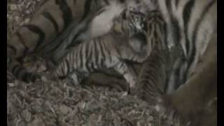 Twee tijgertjes geboren in Diergaarde Blijdorp  Two tigers born Rotterdam Zoo [upl. by Wilkins541]