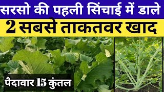 सरसो की पहली सिंचाई में सबसे ताकतवर खाद Sarso ki kheti Mustard farming viralvideo agriculture [upl. by Kulseth776]