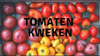 Hoe kweek ik tomaten  Mijn tomatenjaar 2018 [upl. by Cosetta]