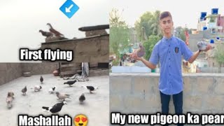 Mera new pegion ka jora new pegion first fly daily vlog 04petsvlog pigeon apvvlog kabutar [upl. by Madea]