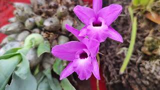 Floración de la orquídea Laelia [upl. by Hadwin]