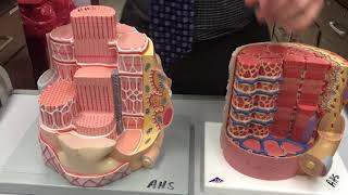 Skeletal Muscle Fiber  Cross Section  Components [upl. by Auliffe]