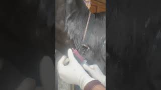 Ultimate Solution for Cattle Wart Treatment [upl. by Notgnirrac]