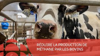 Réduire la production de méthane par les bovins [upl. by Inahc]