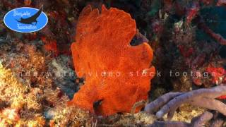 0319red giant frogfish walking HD underwater video stock footage [upl. by Yvel]