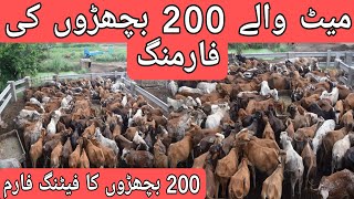 Wacha Farming  Fattening Business in Pakistan  Wacha Farming in Pakistan  Biggest Bachra Farming [upl. by Andryc]