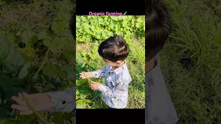 shorts❤️Lobia farming🙏🏻subscribe plz shortsfeed organicfarming lobiakisabji cute trending [upl. by Aynad845]