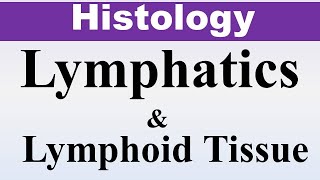 Chp9a Histology Inder Bir Singh  Lymphatics amp Lymphoid Tissue  Dr Asif Lectures [upl. by Joy]