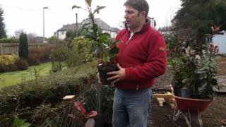 Planting Photinia Hedging Plants Johnyboy Daily Dairy Vlog 25 [upl. by Anerda]