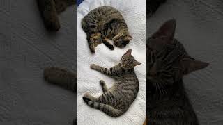 Caruso und Gandalf ♥️♥️ cuteanimal cat purr kitten cute catpurring purring catlover [upl. by Constantia]